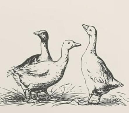 About that duck fat…