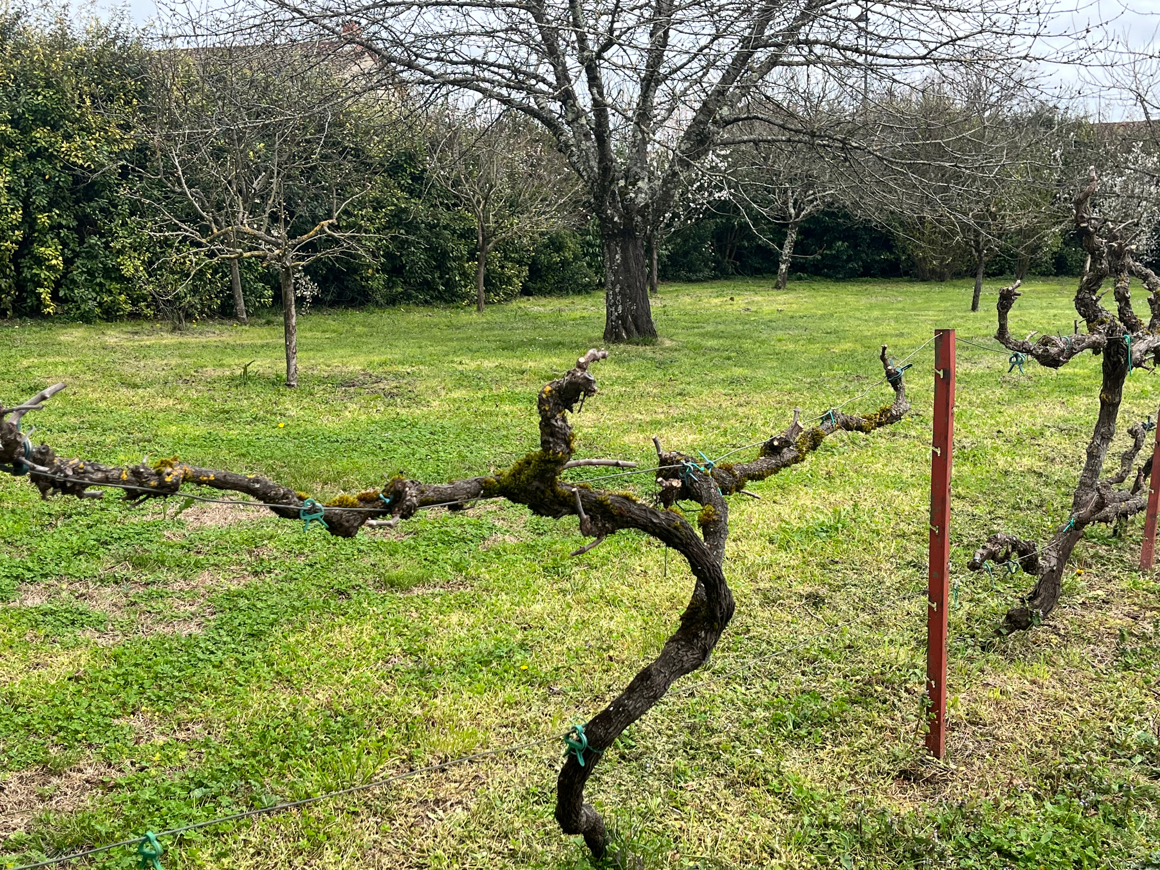 Tending the Orchard, part 1