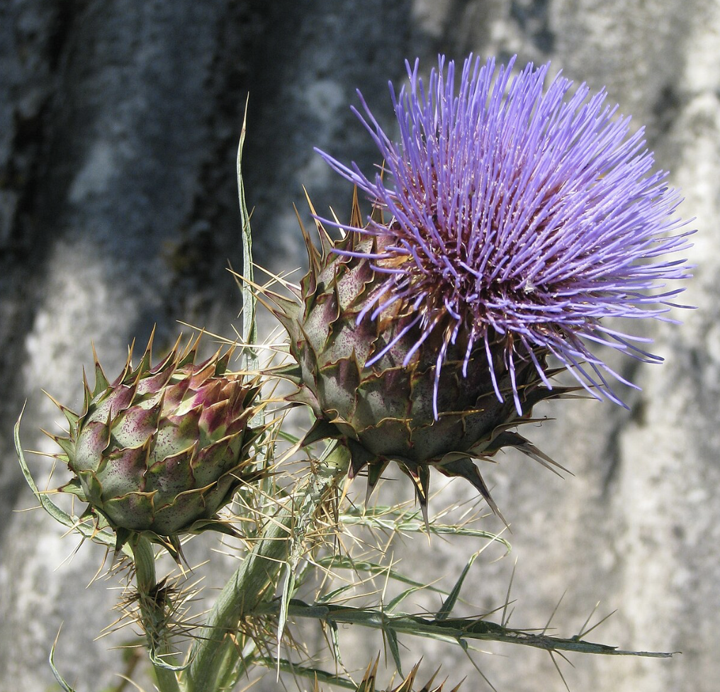 Before the soup potatoes, were the artichokes