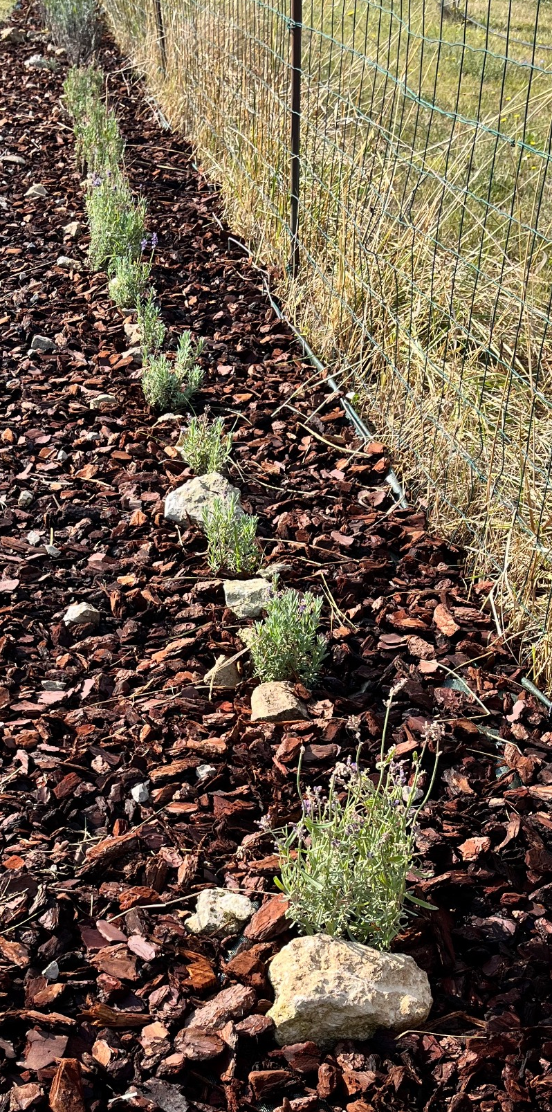 First garden plot of 2025 — update