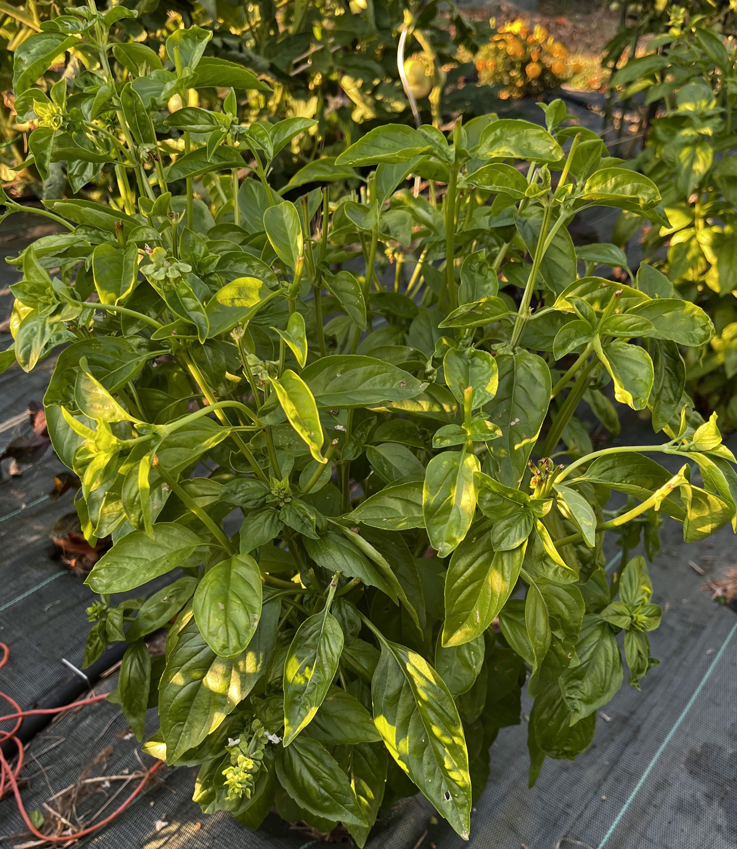 Time for Pesto!