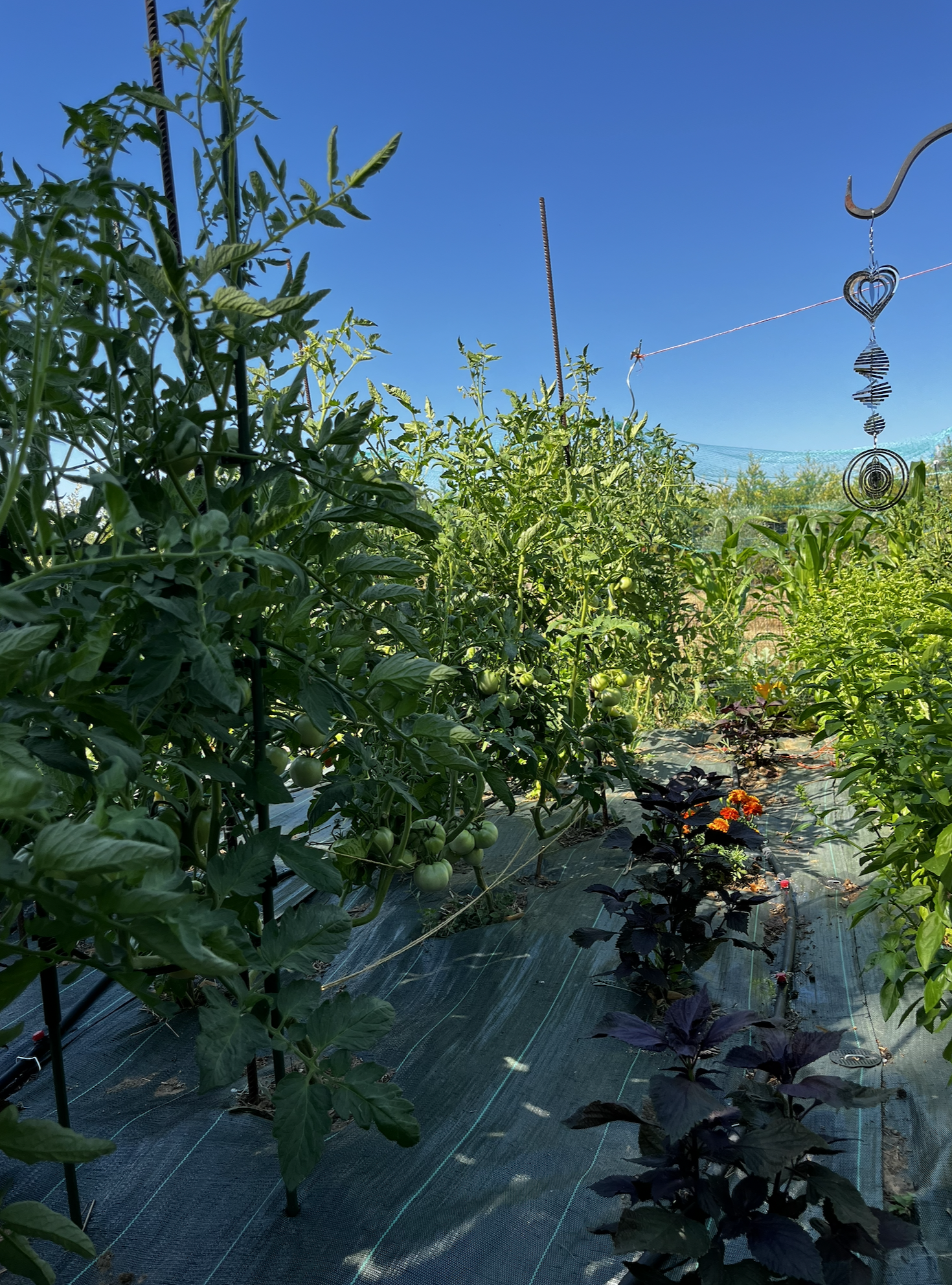 About that weed mesh